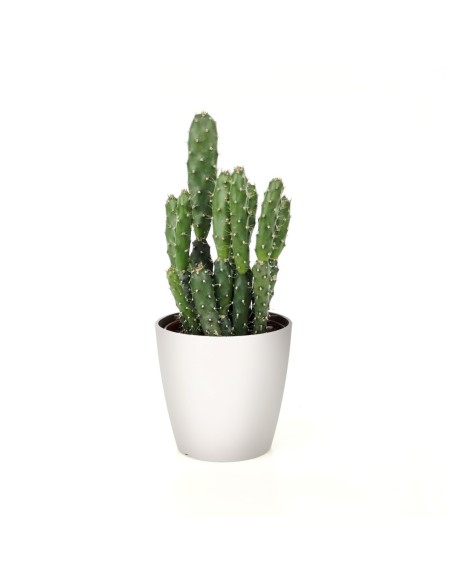 Maceta de plástico San Remo (maceta 6 cm ø)