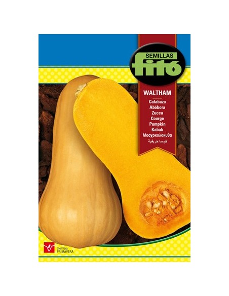 Semente de abóbora Butternut