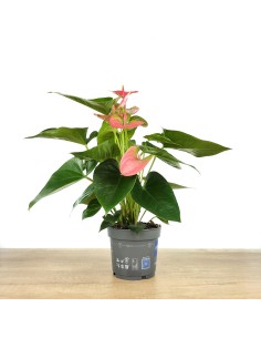 Anthurium Rose.