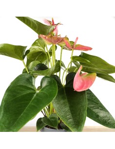 Anthurium Rose. 2