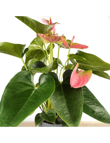Anthurium Rose.