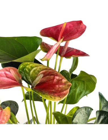 Anthurium rosat