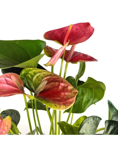Anthurium rosat