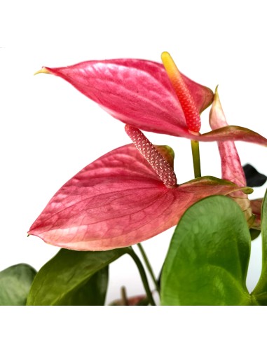 Anthurium rosat