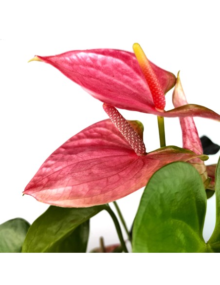 Anthurium Rose.