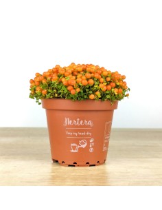 Nertera (vaso de 8 cm ø)