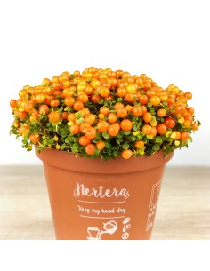 Nertera (pot 8 cm ø). 2