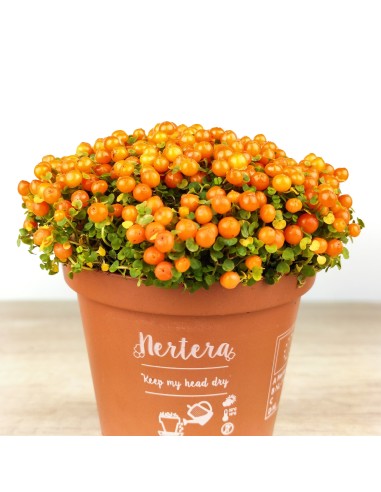 Nertera (pot 8 cm ø).