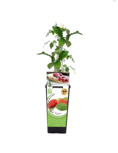 Tayberry (vaso de 2 litros)