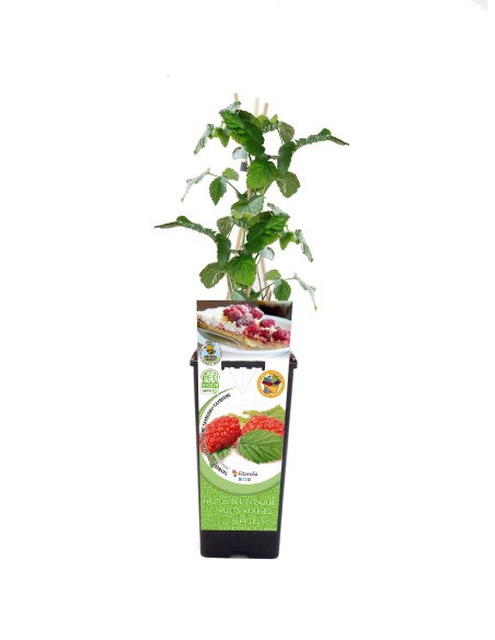 Tayberry (test 2 litres)