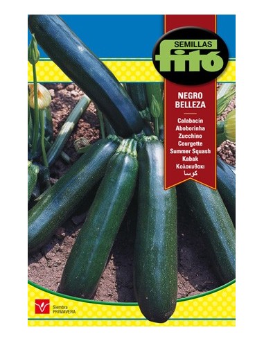 Courgettes allongées vert foncé
