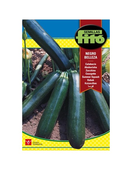 Courgettes allongées vert foncé