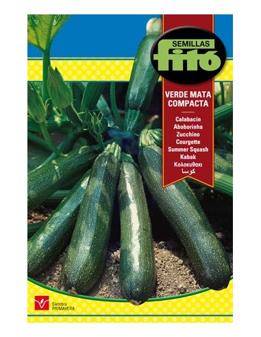 Semence de plante de courgette très productive
