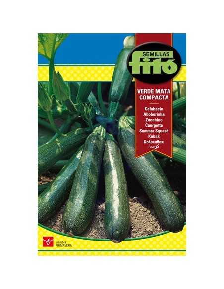 Semence de plante de courgette très productive