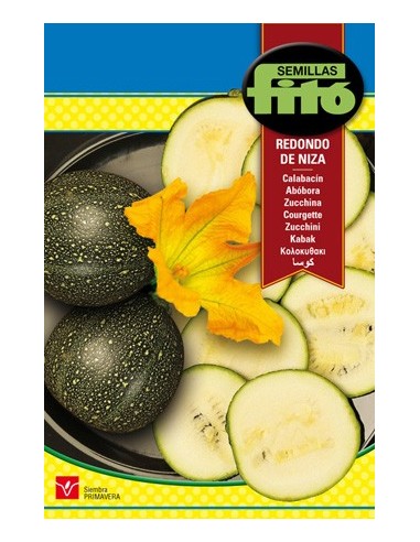 Courgettes rondes et savoureuses