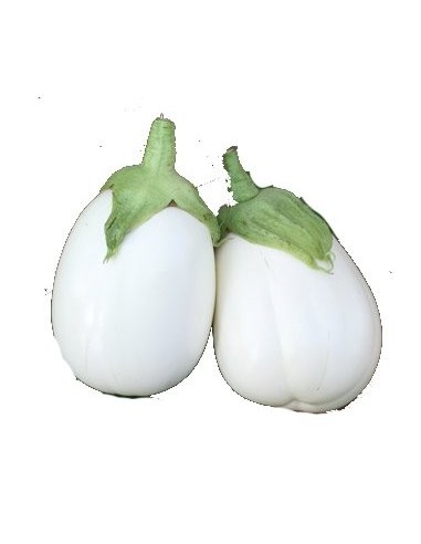 Graine d'aubergine Paloma F1 (hybride) (1 000 graines)
