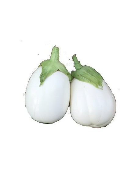 Graine d'aubergine Paloma F1 (hybride) (1 000 graines)