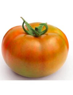 Semilla tomate delos F1 (híbrida) (1.000 semillas)