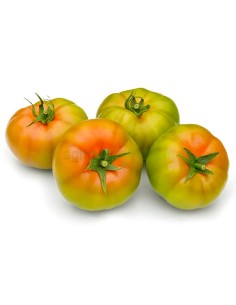 Semilla tomate Delos F1 (híbrida) (1.000 semillas)