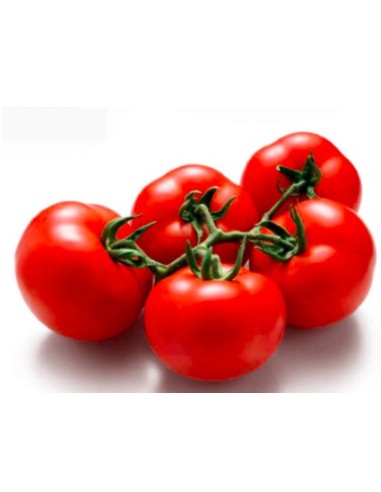 Semilla tomate Clemente F1 (híbrida) (1.000 semillas)