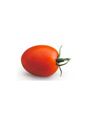 Graine tomate Oria F1 (hybride) (1 000 graines)