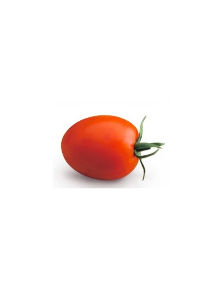 Graine tomate Oria F1 (hybride) (1 000 graines)