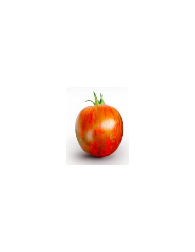 Semente de tomate Sardo F1 (híbrida) (1.000 sementes)