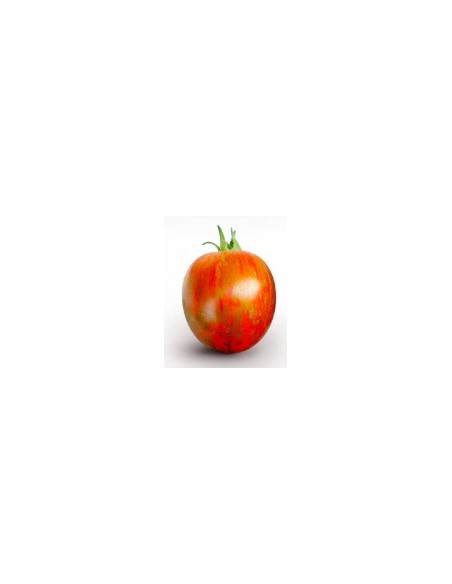Graine tomate Sardo F1 (hybride) (1 000 graines)