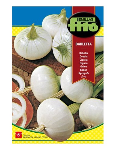 Semilla de cebolla blanca poco brillante