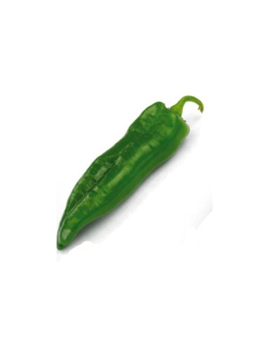 Graine tomate SF 2024 F1 (hybride) (1 000 graines)