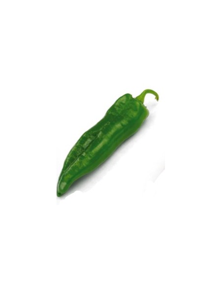 Graine tomate SF 2024 F1 (hybride) (1 000 graines)