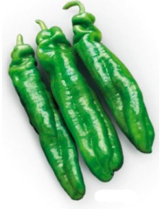 Semente de pimenta Almanzo F1 (híbrida) (1.000 sementes)