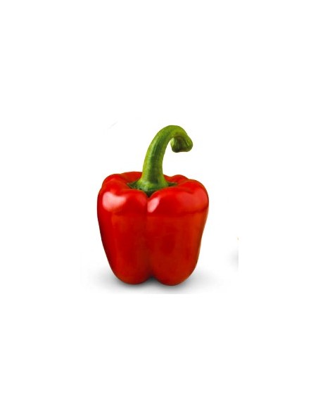 Semente de pimenta Almanzo F1 (híbrida) (1.000 sementes)