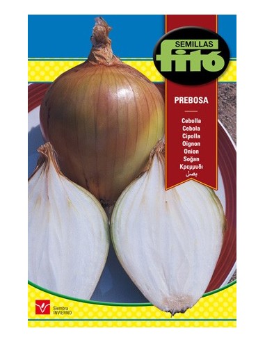 Semilla de cebolla babosa