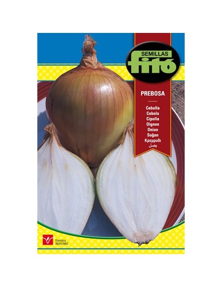 Semilla de cebolla babosa