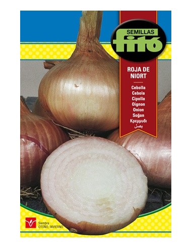 Semilla de cebolla morada
