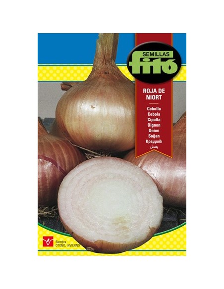 Semilla de cebolla morada