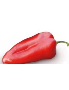 Llavor pebrot Habanero Yellow F1 (híbrida) (1.000 llavors)