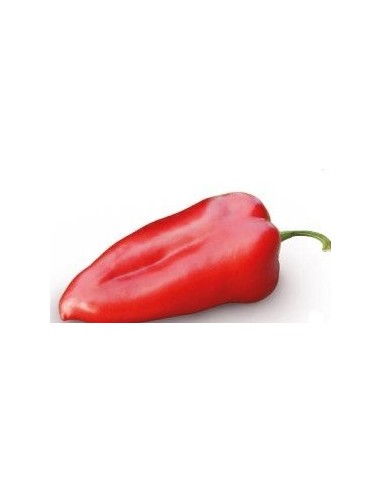 Graine Poivre Habanero Yellow F1 (hybride) (1 000 graines)