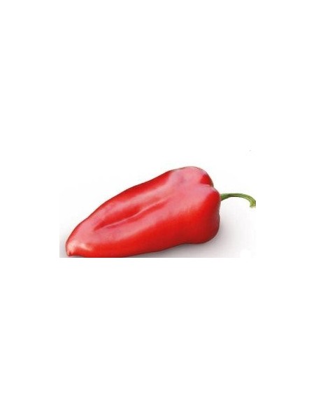 Graine Poivre Habanero Yellow F1 (hybride) (1 000 graines)