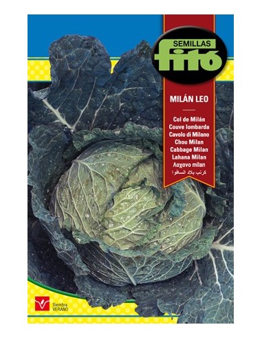 Semilla de col mediana, verde y compacta