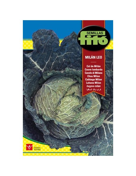Semilla de col mediana, verde y compacta