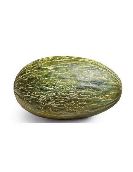 Semilla melón Garceran F1 (híbrida) (1.000 semillas)