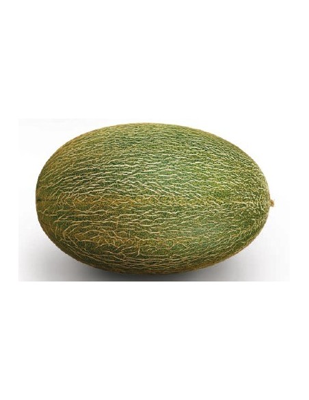 Semilla melón Futuro F1 (híbrida) (1.000 semillas)