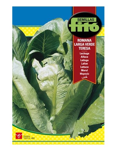 Semilla de lechuga romana larga