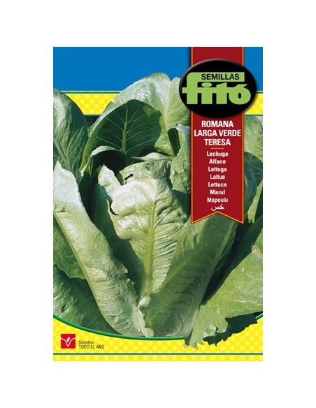 Semilla de lechuga romana larga