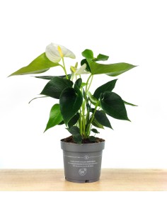 Antúrio branco (vaso de 12 cm Ø)