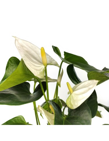 Anthurium Blanc (pot 12 cm Ø).