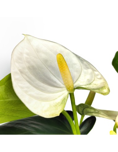 Anthurium Blanc (pot 12 cm Ø).