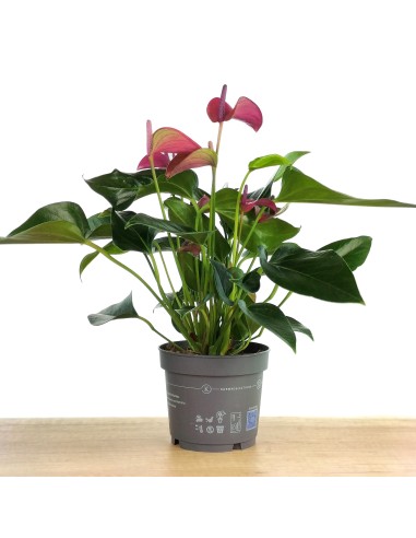 Anthurium Violet.